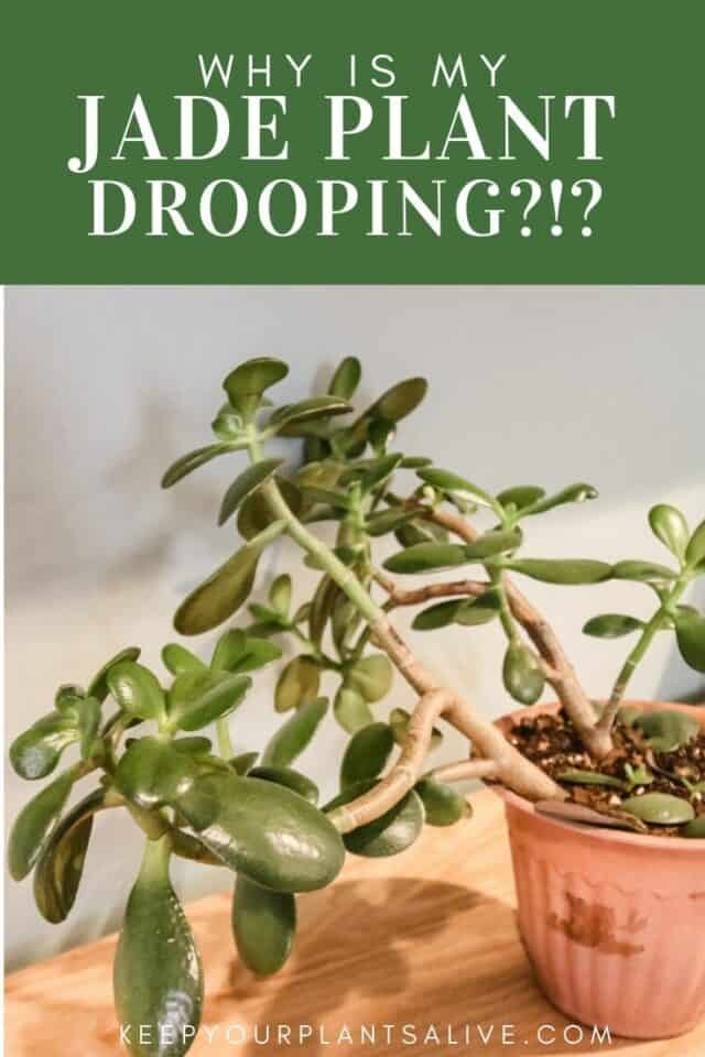 Why is my jade plant drooping? keep your plants alive