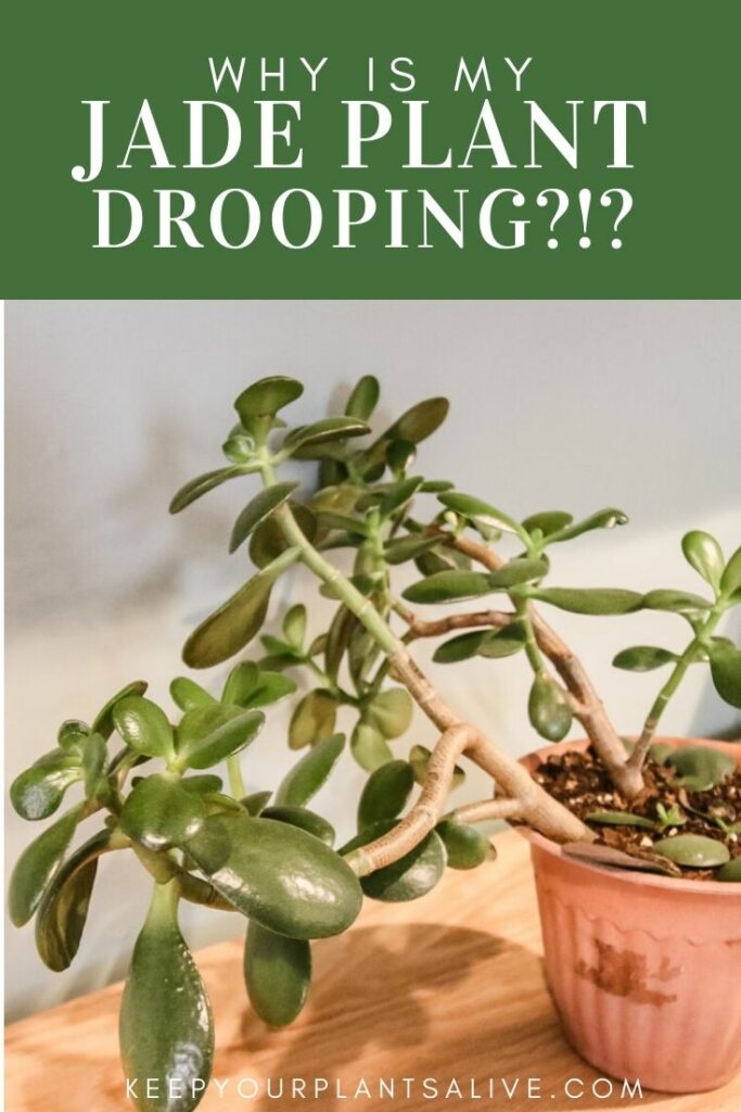 why is my jade plant drooping