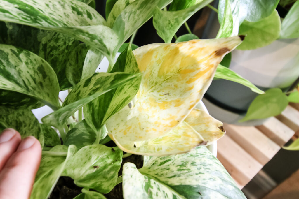 yellow leaf on a snow queen pothos