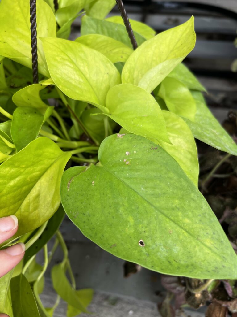 neon pothos - leaf reverting back to emerald green