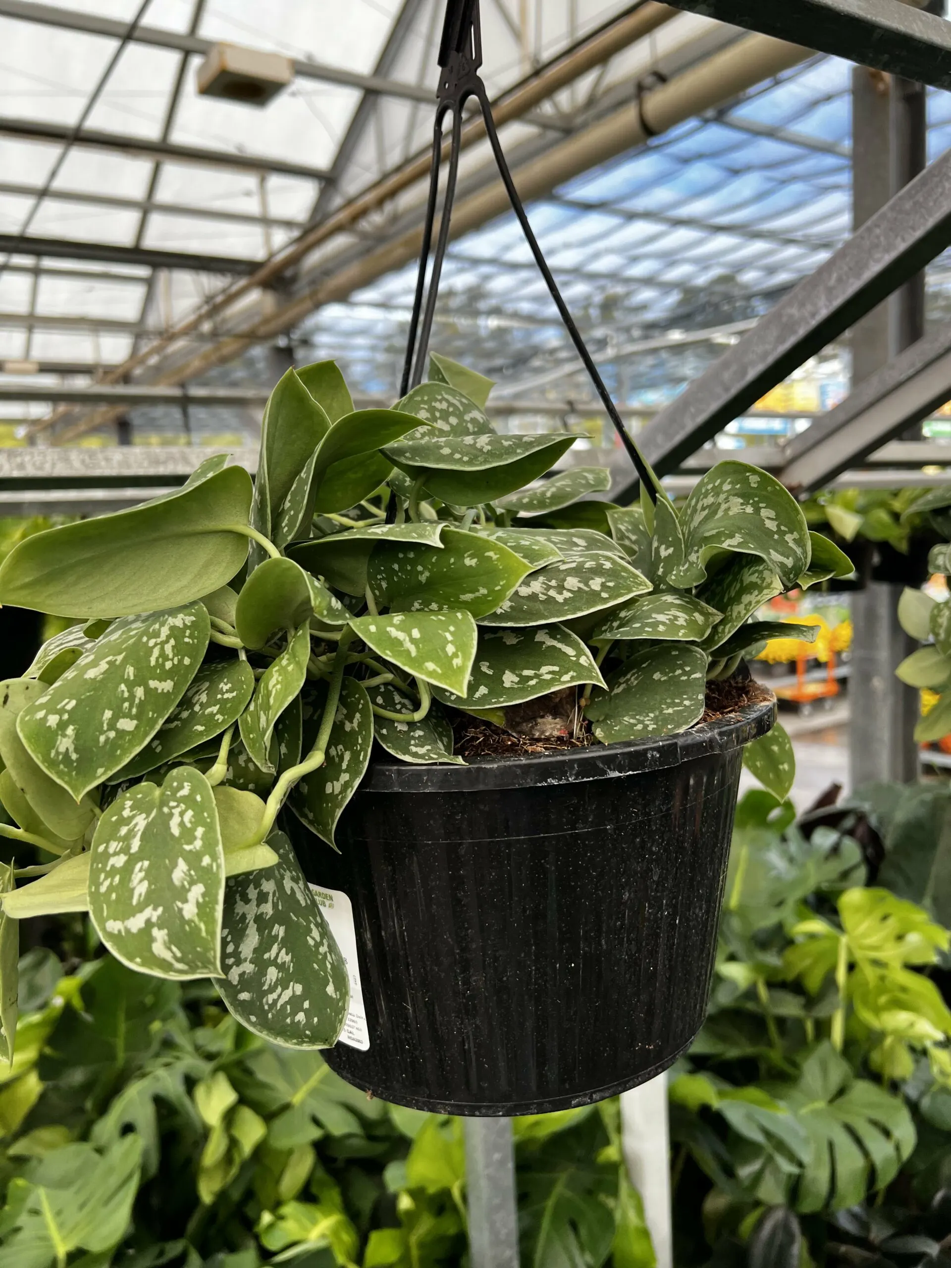 silver satin pothos