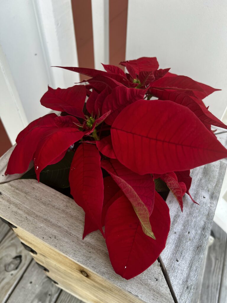 poinsettia in a raised wooden planter