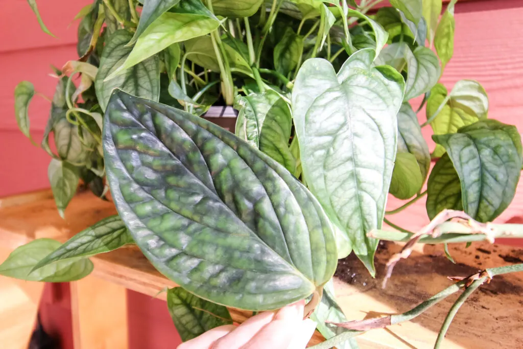 Monstera Siltepecana vs monstera peru