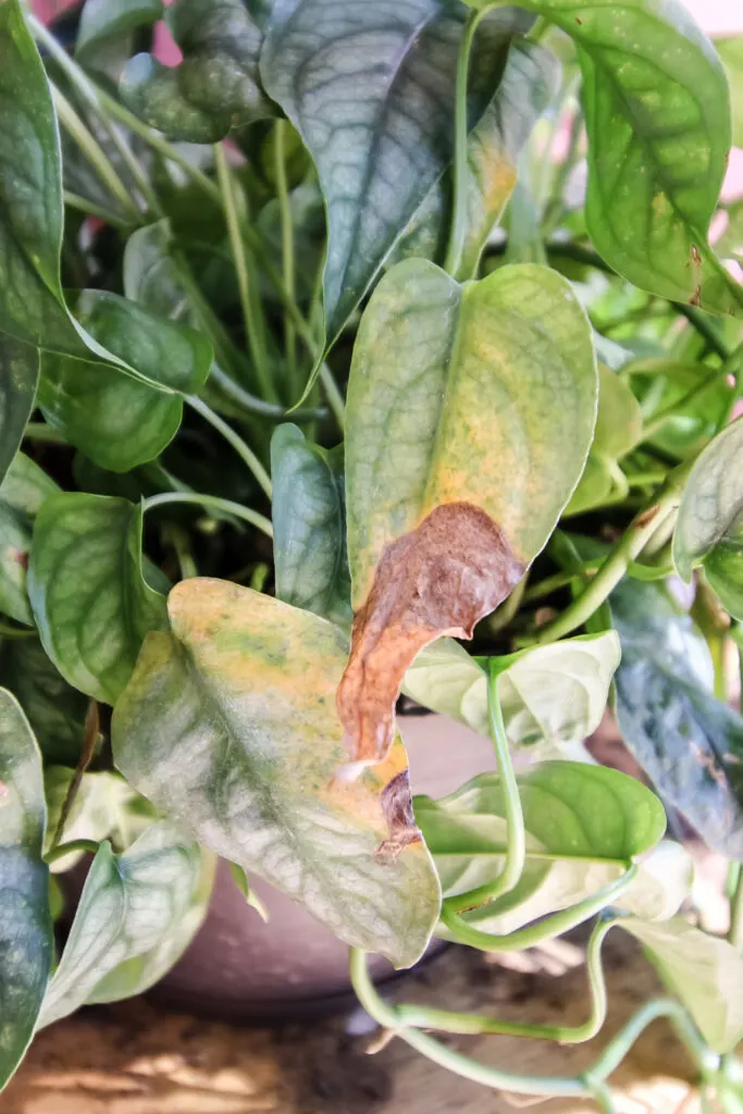 Monstera Siltepecana yellow leaf brown tip