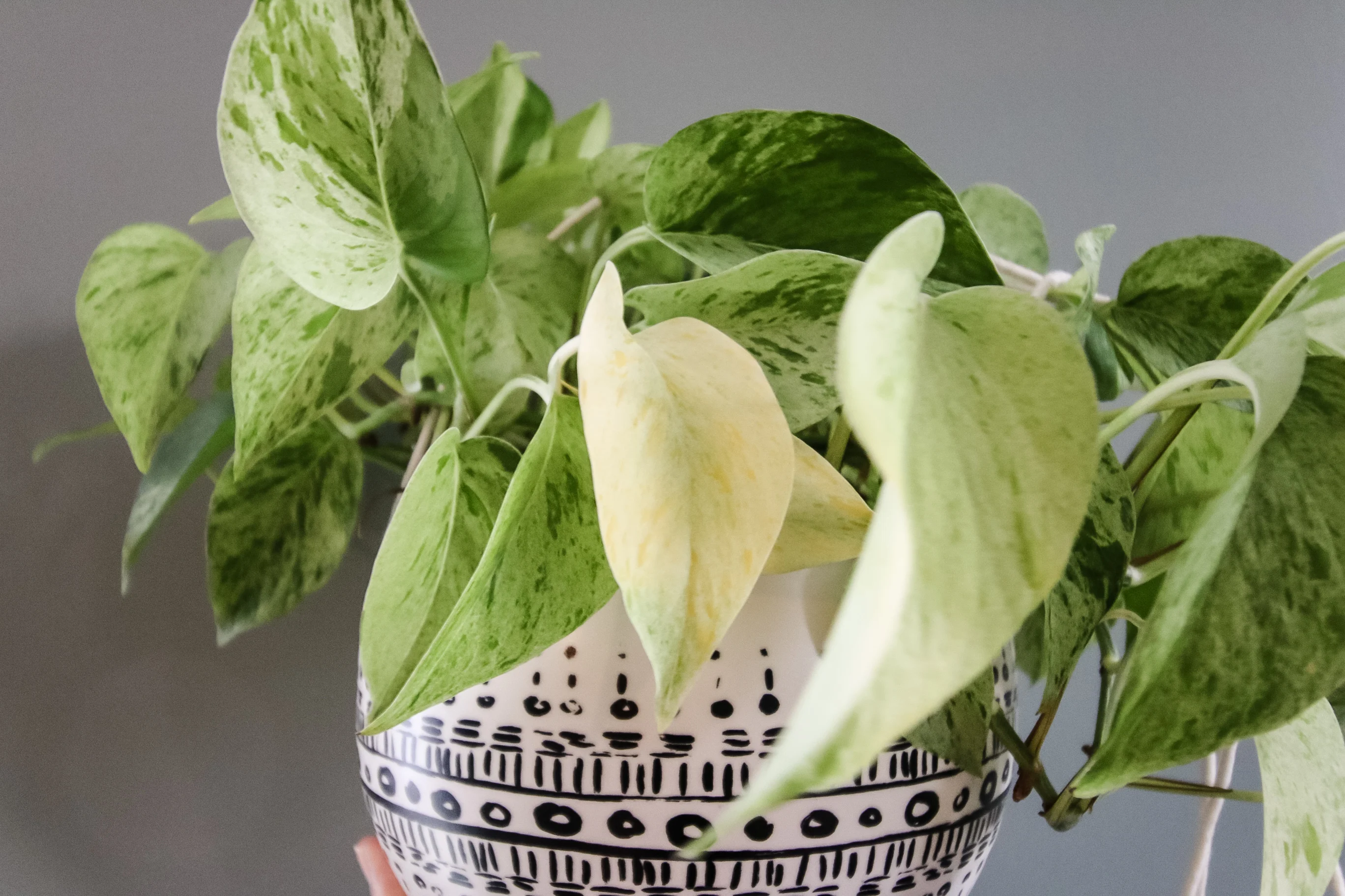 marble queen pothos with a yellow leaf