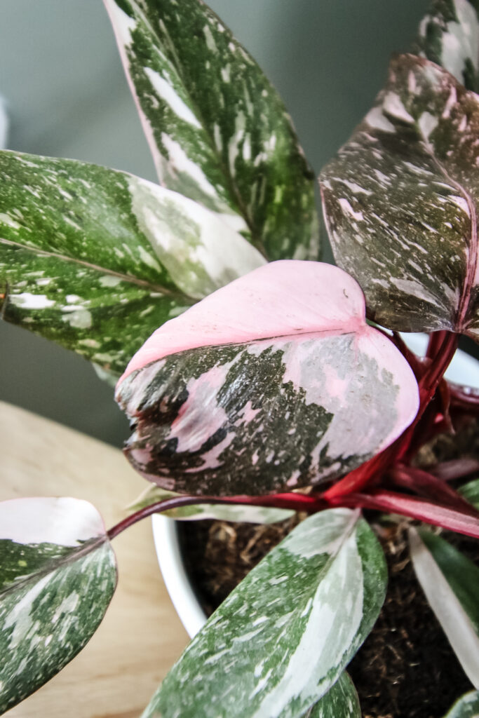 pink princess philodendron