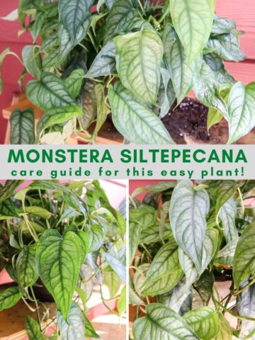 Monstera Siltepecana plant care guide