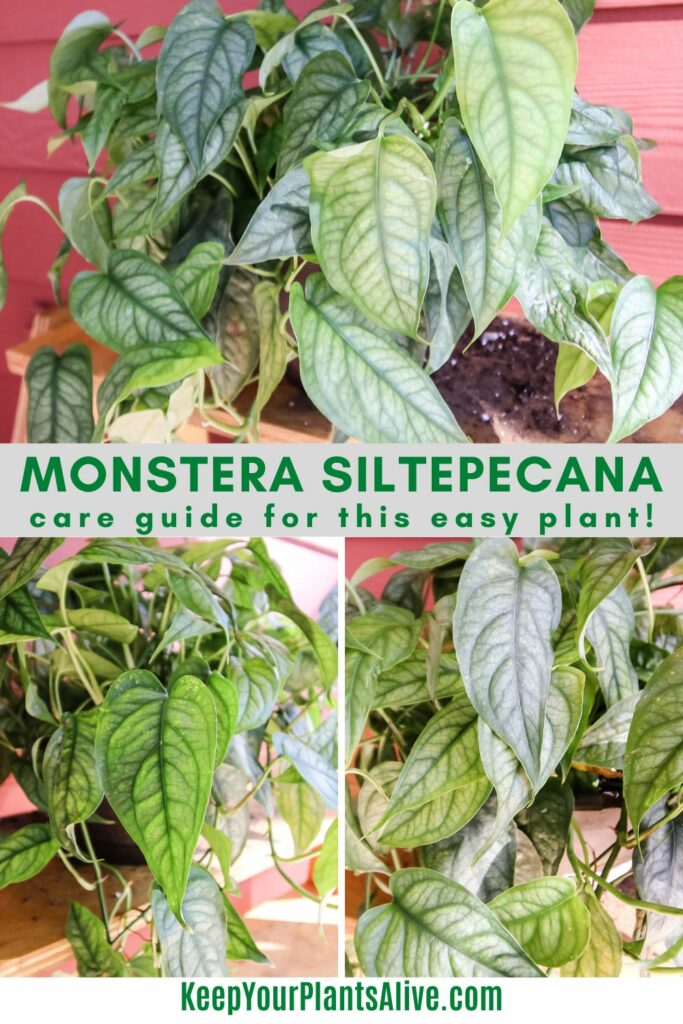 Monstera Siltepecana plant care guide