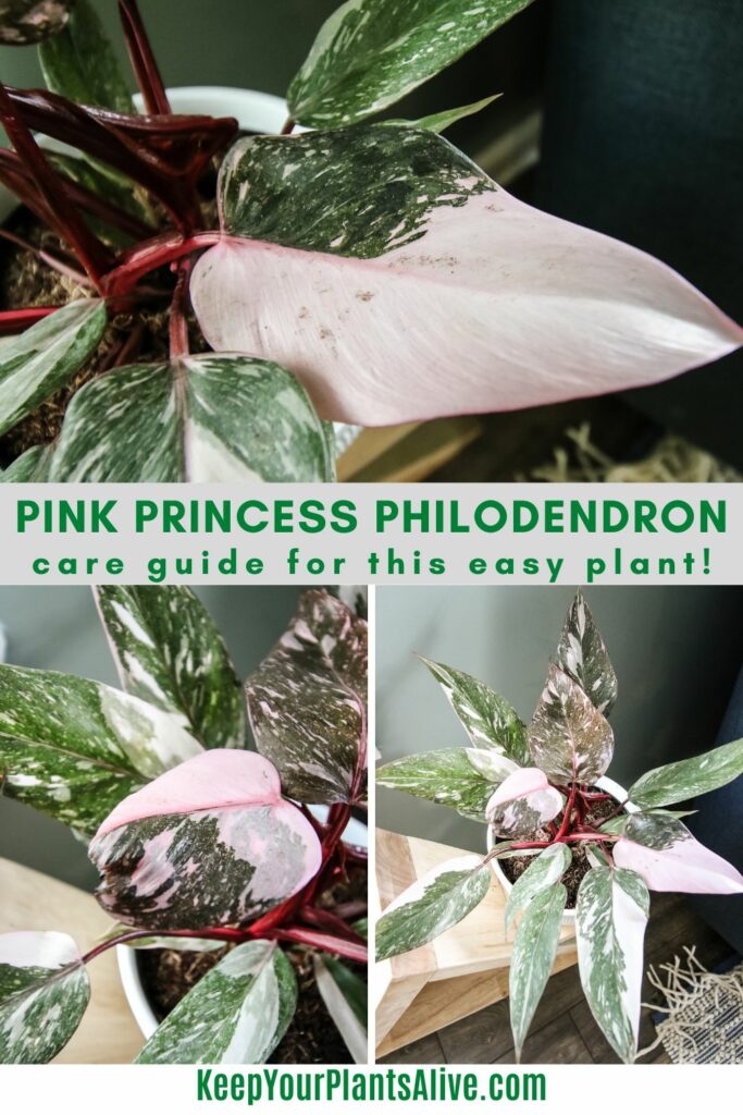 Pink Princess philodendron plant care guide