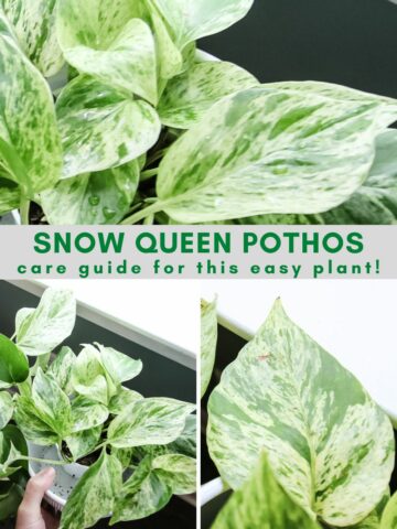 Snow Queen Pothos plant care guide