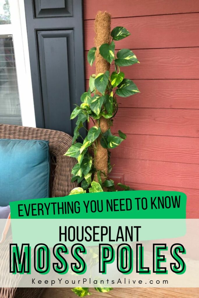 houseplant moss poles - everything you need to know