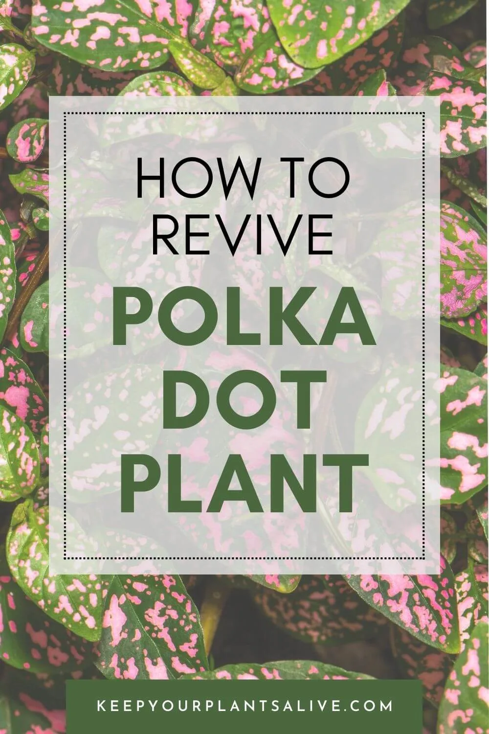How to revive a polka dot plant?