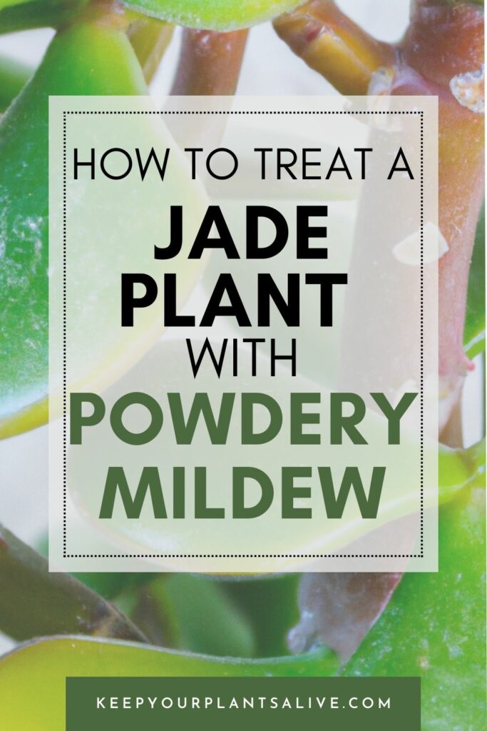 how to treat a jade plant with powdery mildew