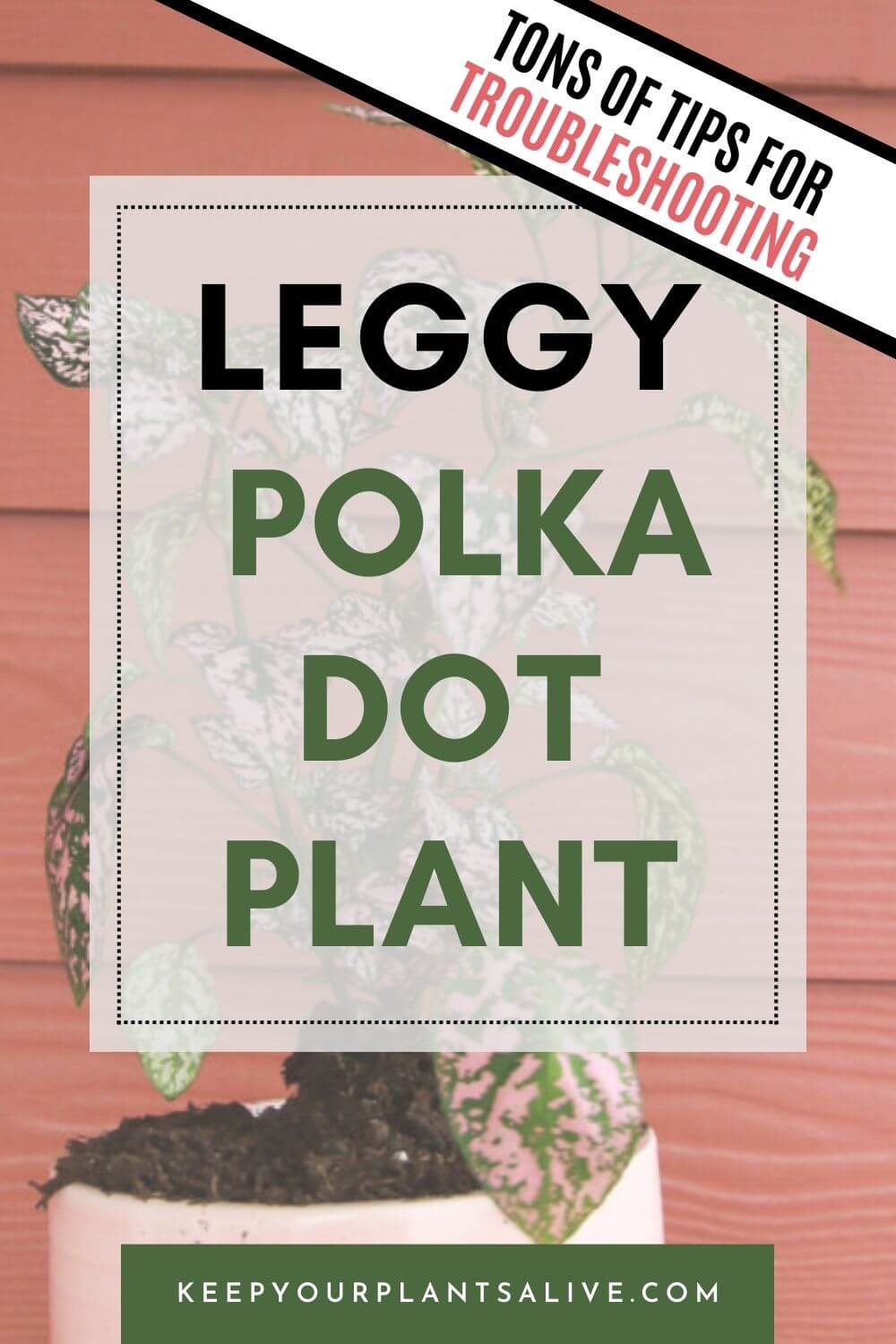 Leggy polka dot plant.
