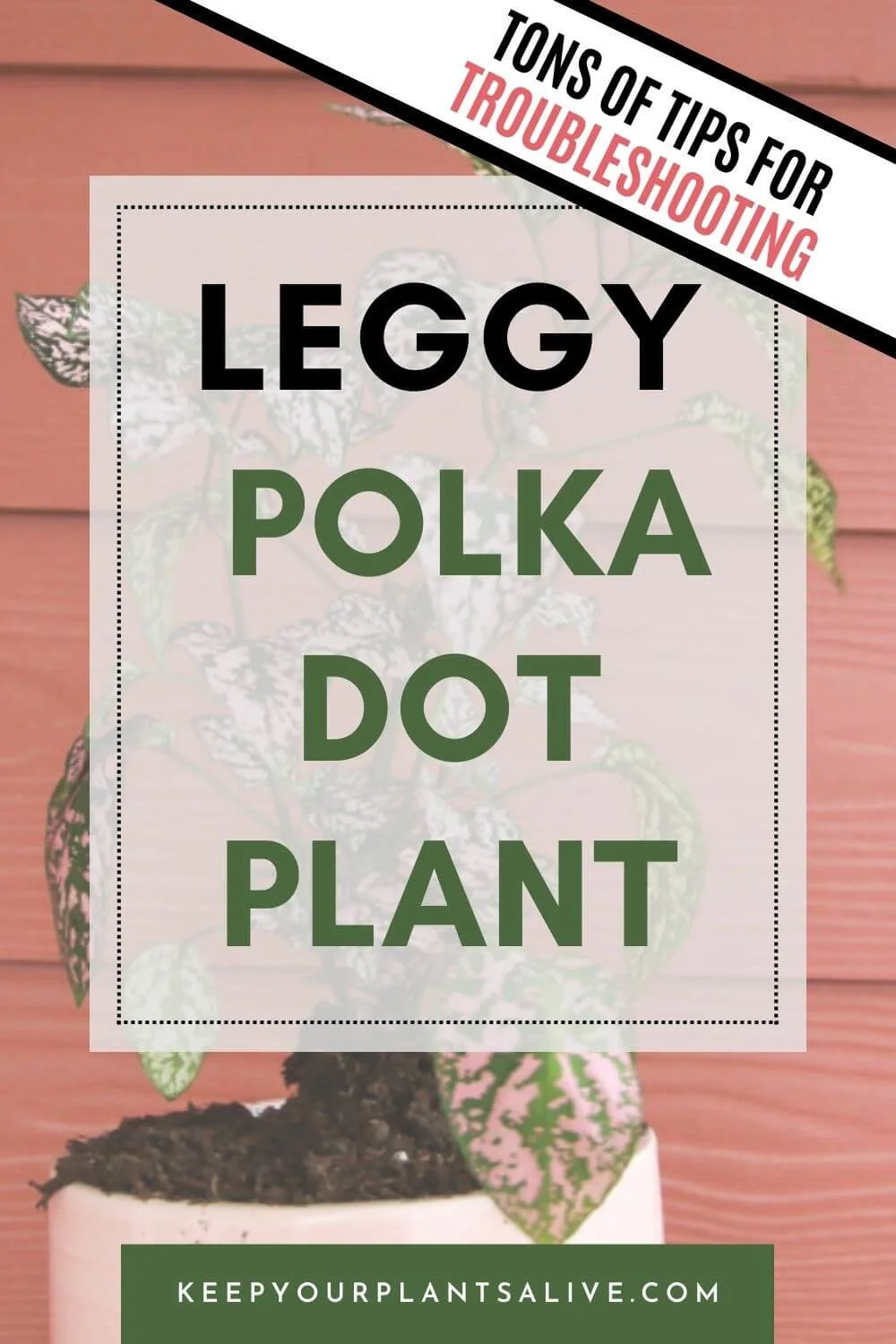 Leggy polka dot plant.