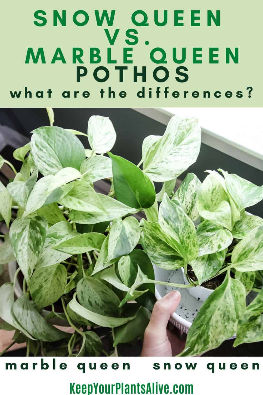 Snow Queen vs. Marble Queen Pothos: A Complete Comparison