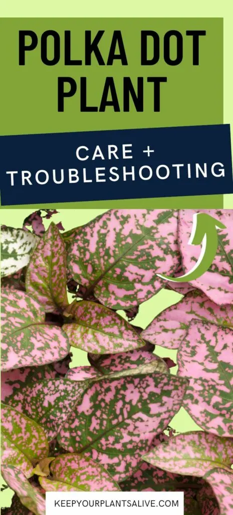 polka dot plant care