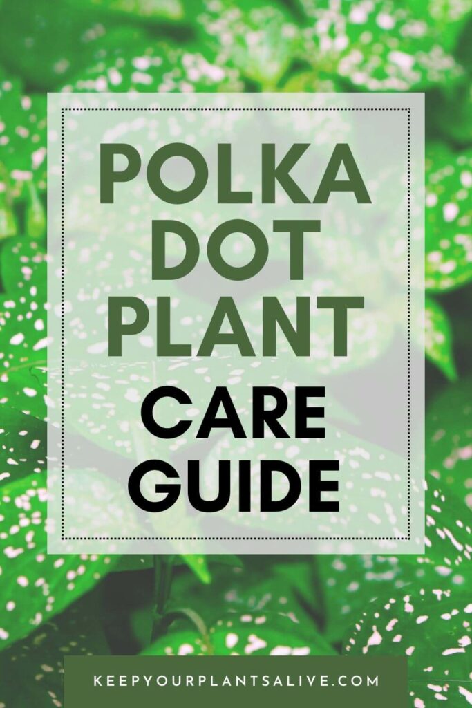Polka dot plant care guide.