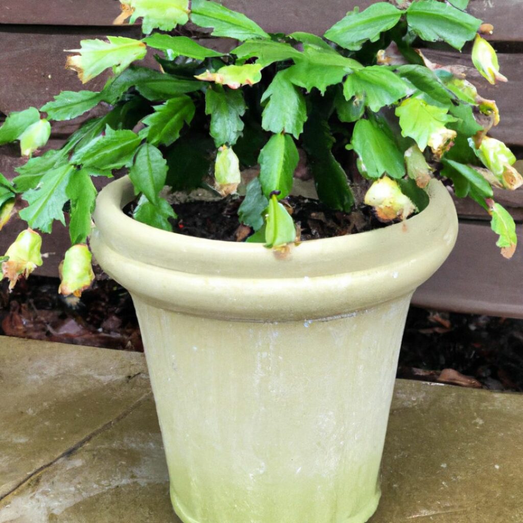 potted christmas cactus