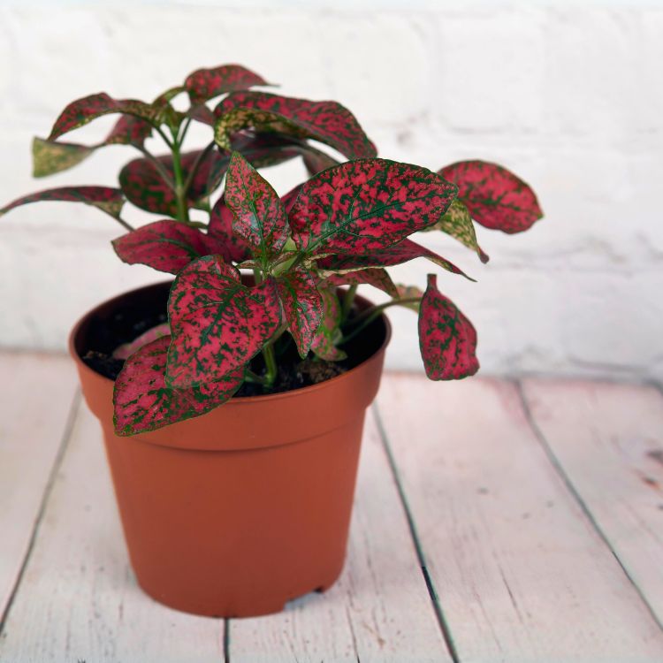 red polka dot plant