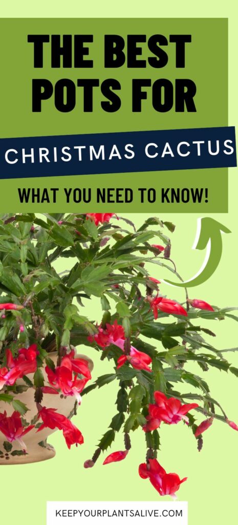 the best pots for christmas cactus plants