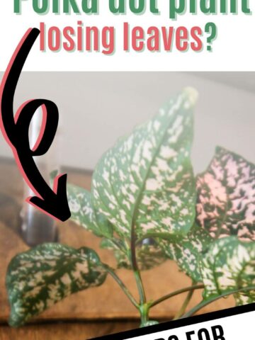 Why is my polka dot plant losing leaves.
