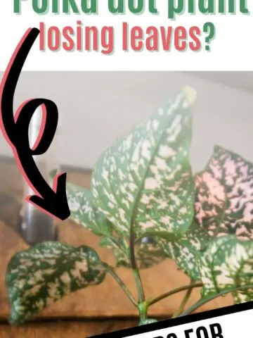 Why is my polka dot plant losing leaves.