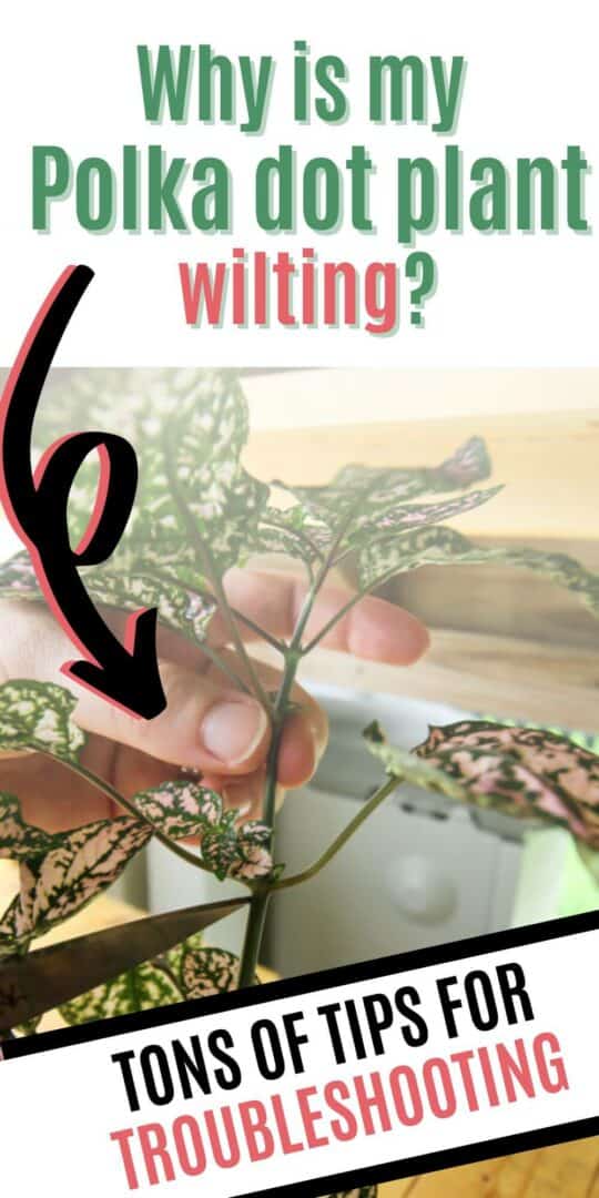 Why is my polka dot plant wilting, and how do I fix it? keep your