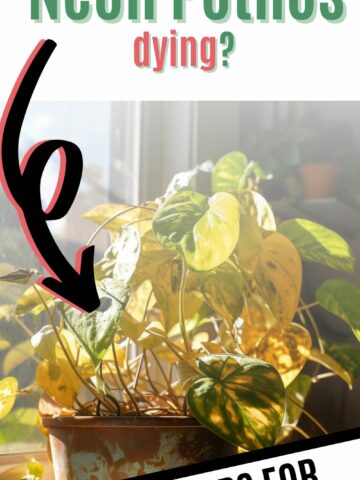 Why is Neon Pothos dying?
