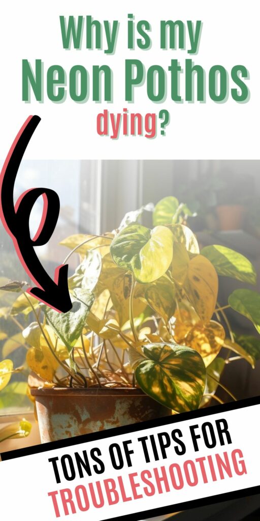 Why is Neon Pothos dying?