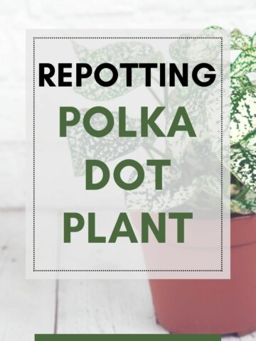 Repotting polka dot plant.