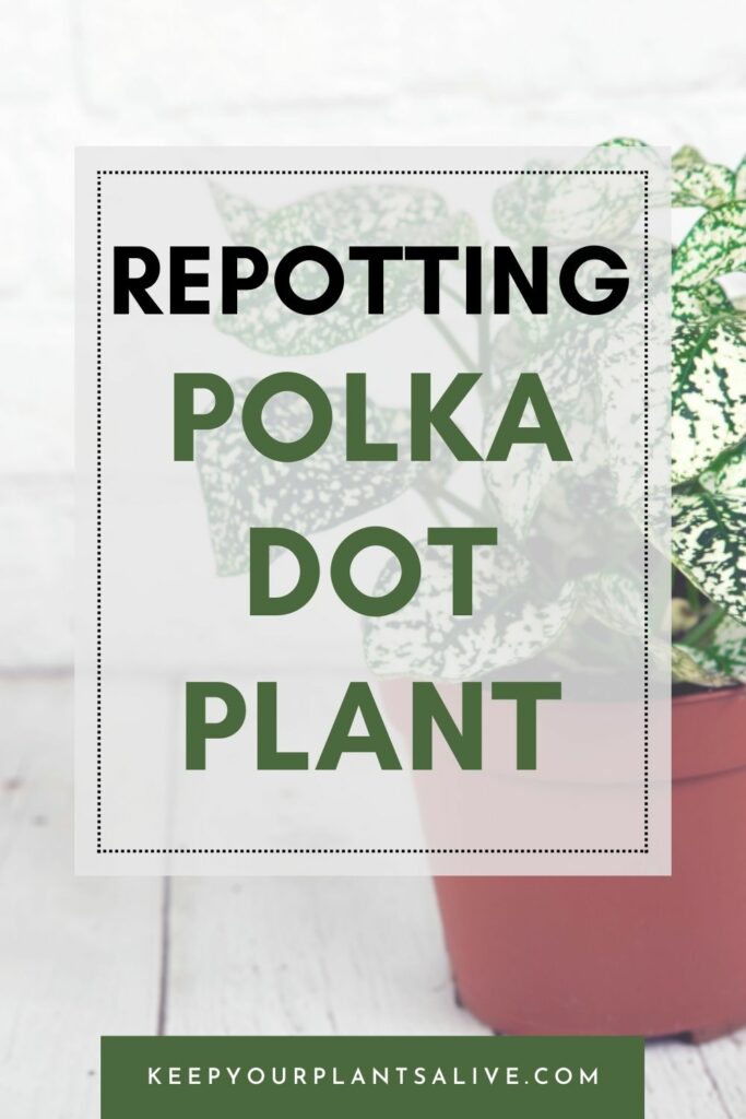 Repotting polka dot plant.