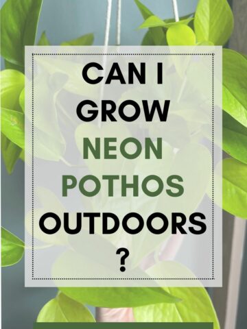 Can I grow neon pothos outdoors?