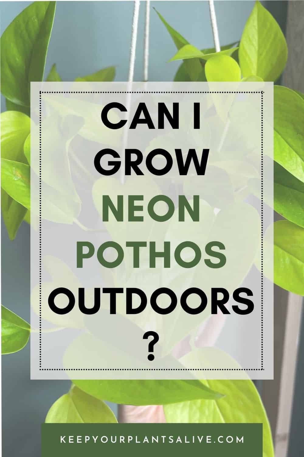 Can I grow neon pothos outdoors?