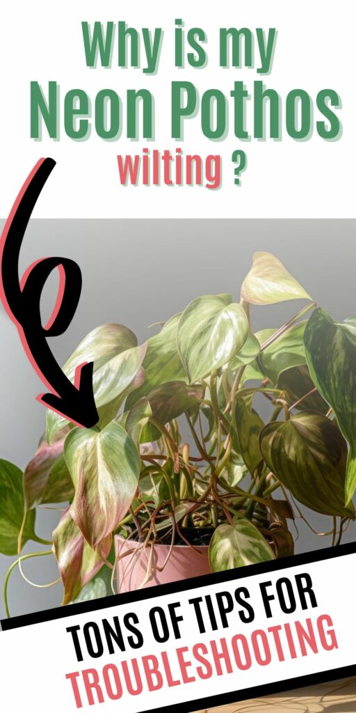 Why is my neon pothos wilting?