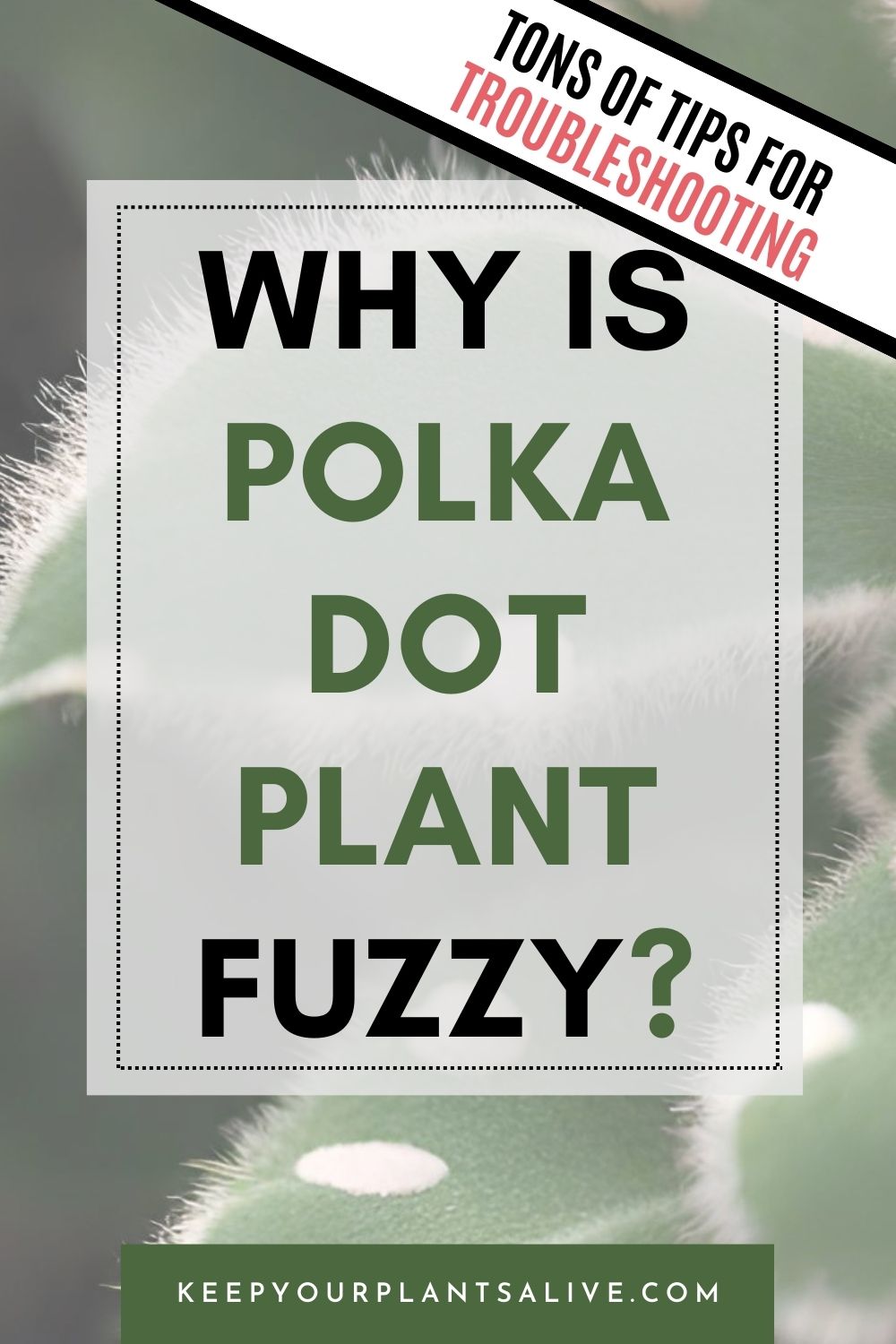 why is polka dot plant fuzzy?