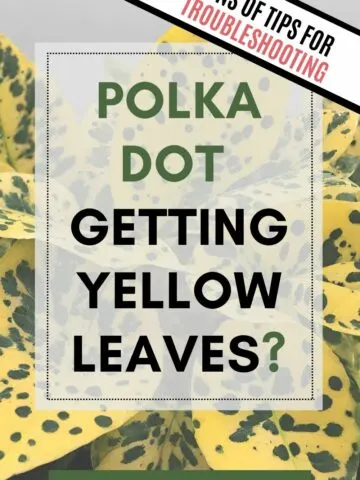 polka dot plant getting yellow leaves