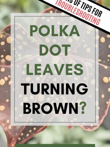polka dot plant leaves turning brown