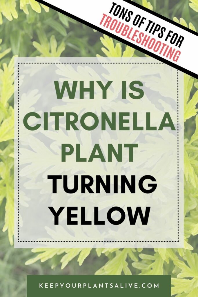 Citronella plant turning yellow