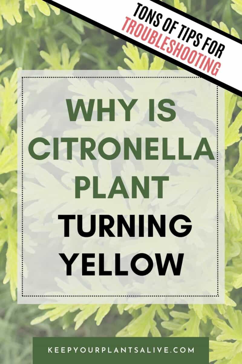 Why is My Citronella Plant Turning Yellow? keep your plants alive