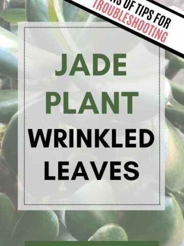 Jade plant wrinkled leaves