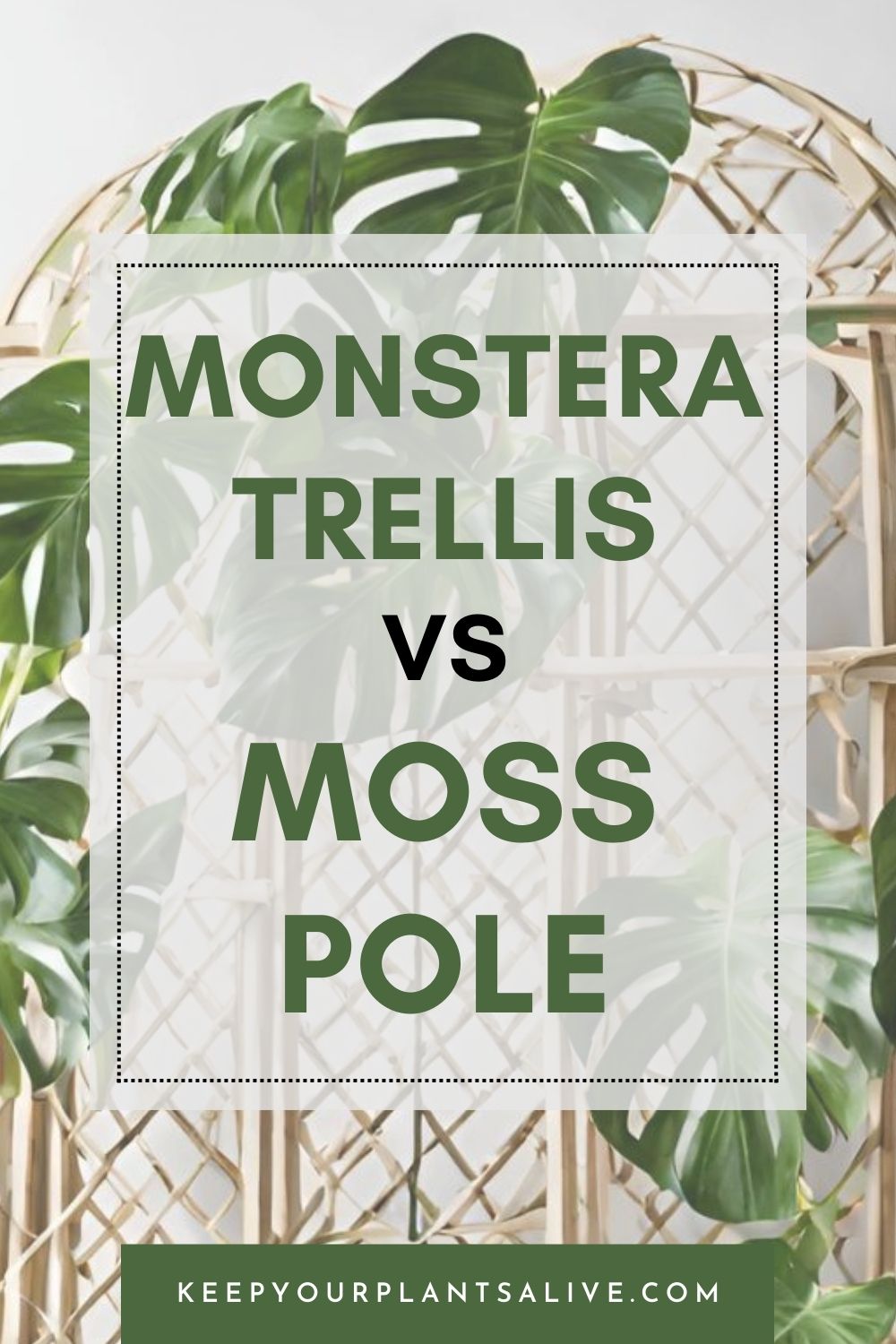 Monstera Trellis vs Moss Pole