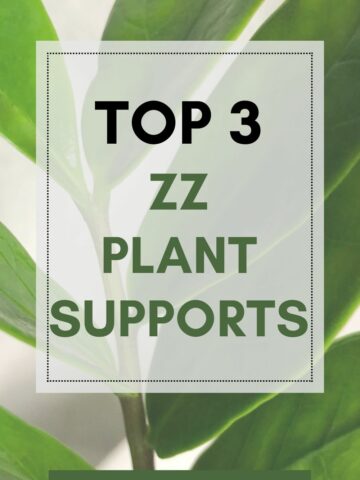 top 3 ZZ plant supports