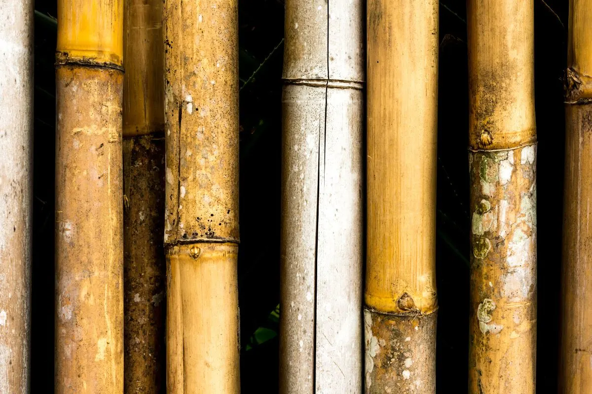 bamboo stakes