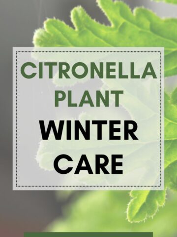 citronella plant winter care