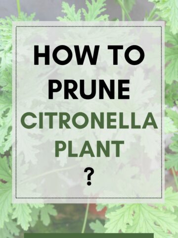 how to prune citronella plant?