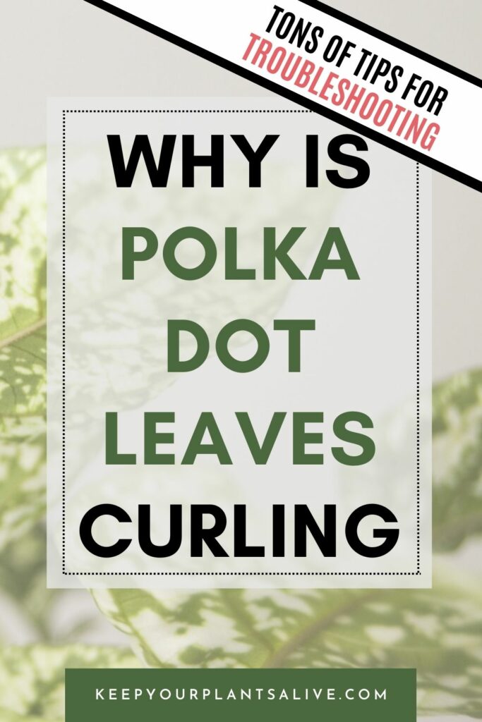 polka dot plant leaves curling.
