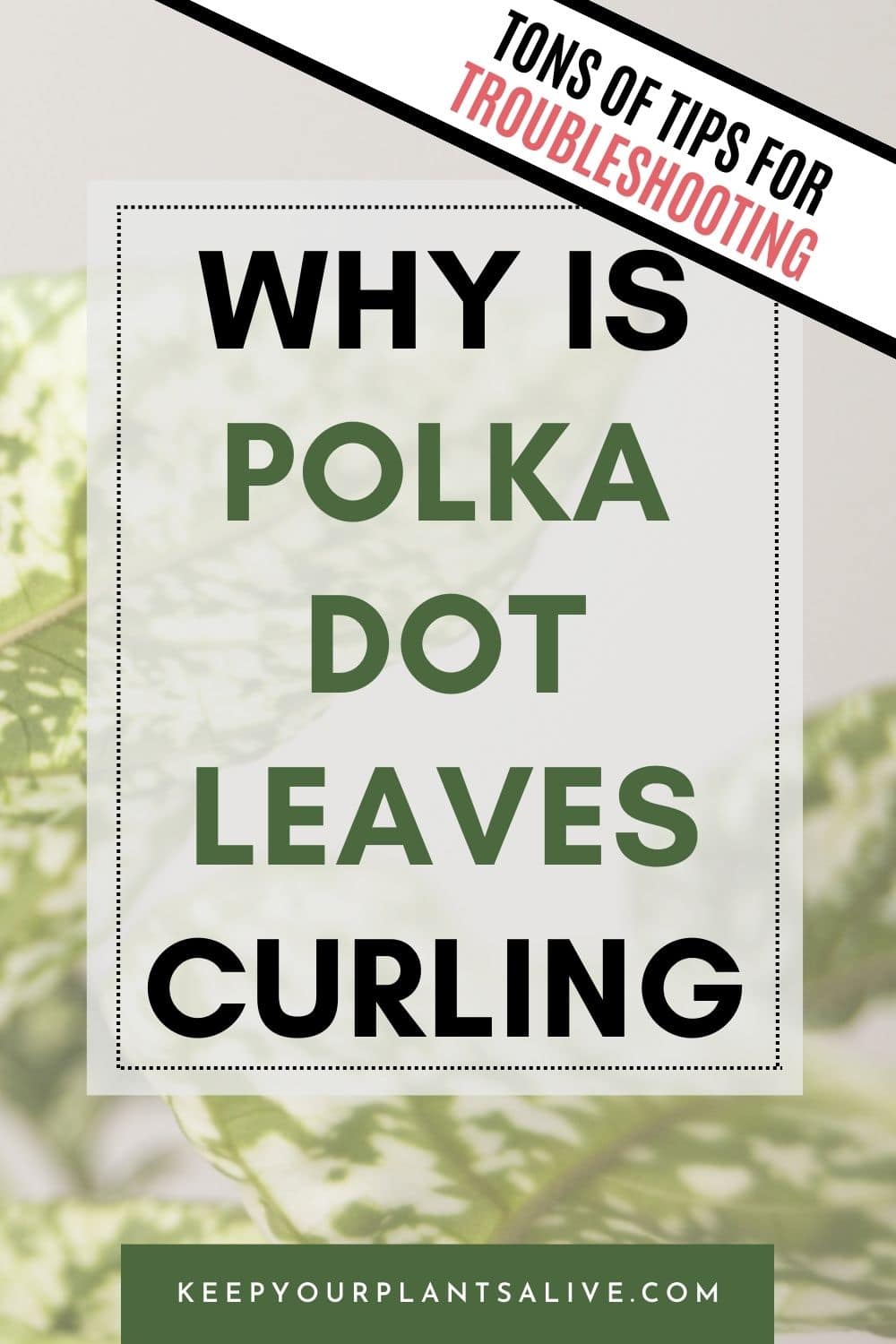 polka dot plant leaves curling.