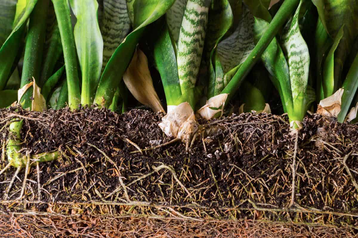 9 Essential Tips Every Snake Plant Owner Needs to Know - keep your ...