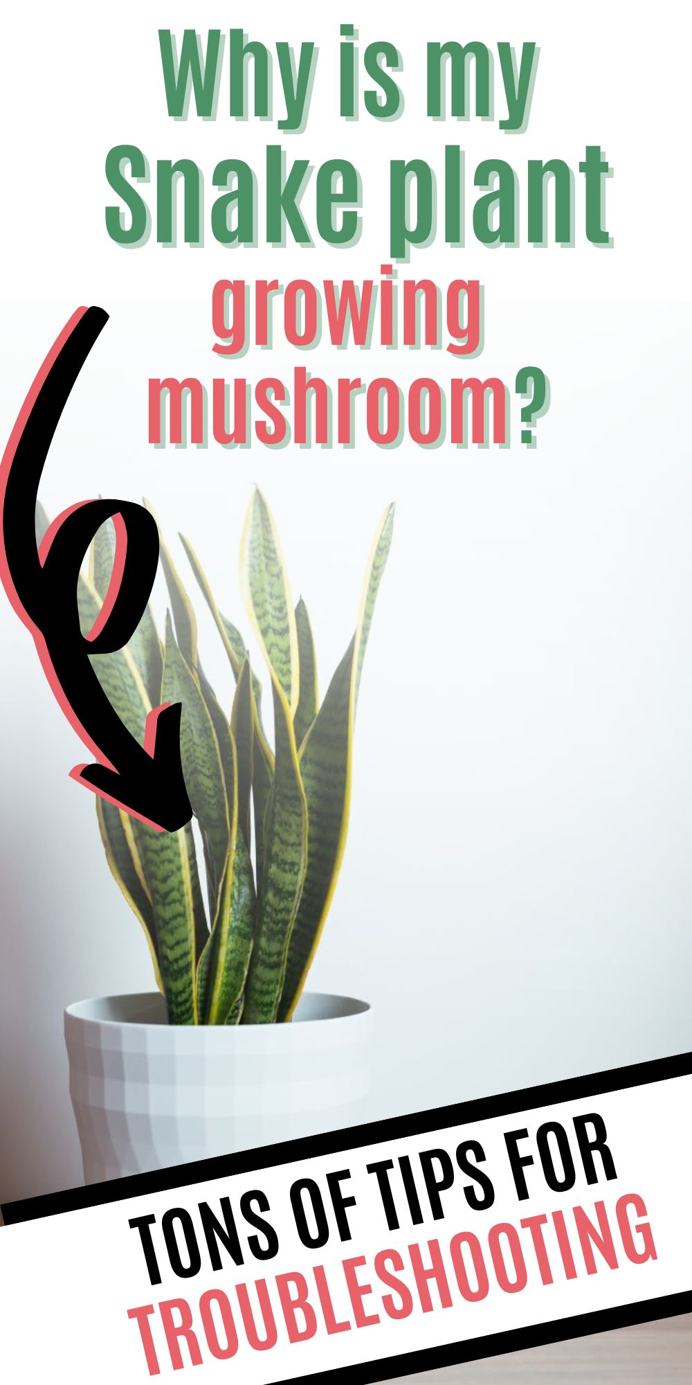 Why is snake plant growing mushrooms?